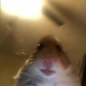 Meet your Posher, Anthony